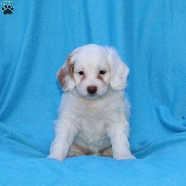 Snowball, Cockapoo Puppy